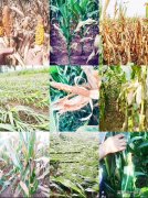 高溫防曬霜區(qū)別有哪些品牌(哪種防曬霜比較溫和)